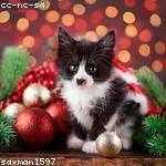 Zechariah Borer Profile Picture