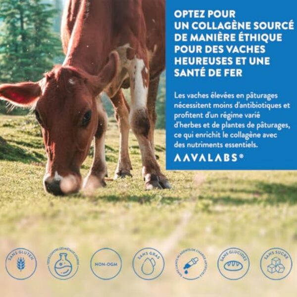 Collagene en Poudre Peptide de Collagene Hydrolisé | Collagene Bovin Certifié 100% Nourri à l’Herbe, Multi Collagène Poudre Type I III V X | Collagene et Acide Hyaluronique Poudre Non Aromatisé 300g – Image 7