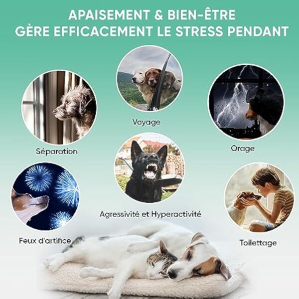 Huile de Graines de Chanvre Chien & Chat 60ml, Pressée à Froid, avec Oméga 3, 6, 9 - (Cannabis Sativa) - Source des Vitamines A, B, D - pour l'Anxiété & Le Stress - Fabriqué en UE – Image 5