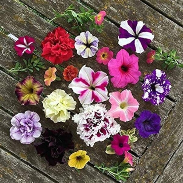100 Tonneaux Associer Pétunia Graines Graines D'herbes Vivaces Pépinière En Éméché Air Toute L'cycle Fleurs Populaires Haute Acception Ornementale Bricoler Clos Arrière-cour
