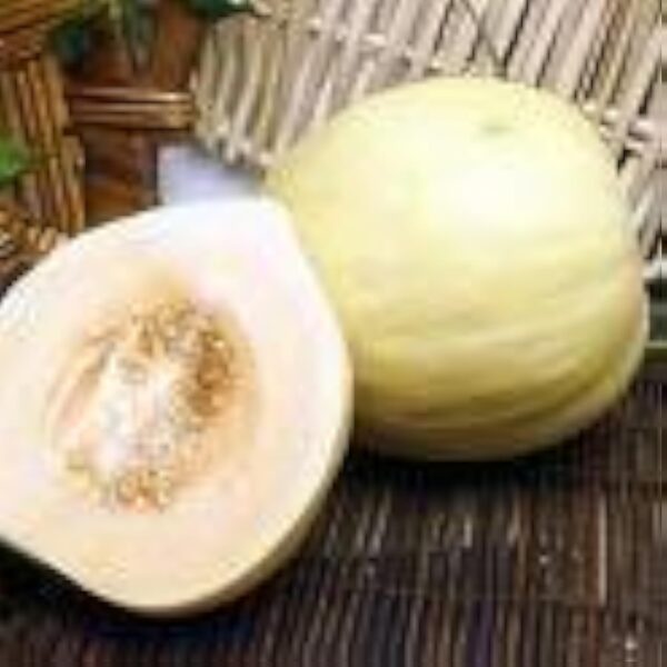50 Casaba MELON GOLDEN BEAUTY Cucumis melo graines de fruits * Comb S/H