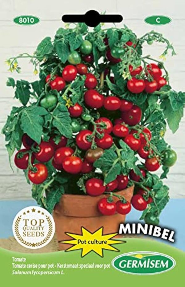 Germisem graines Tomate burlat dans pot MINIBEL