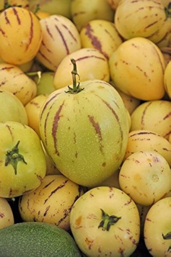 Galure en trempe de dupe, Pepino Graines - Pepino