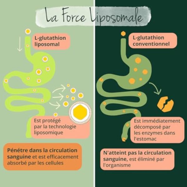 GLUTATHION Liposomal & Réduit PureWay™- G | Avec Précurseurs : NAC, Vitamine C, MSM, Glycine | Antioxydant + Anti age + Immunité | 90 Gélules | Vegan & Sans Additifs | Vegavero® – Image 5